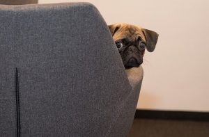 Pets in The Office