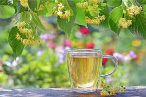 Health Benefits of Drinking Organic Linden Tea